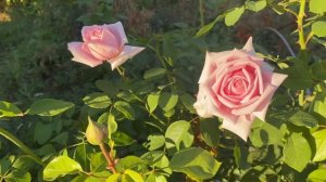 Роза Фредерик Мистраль цветёт без остановки! ?❤️?