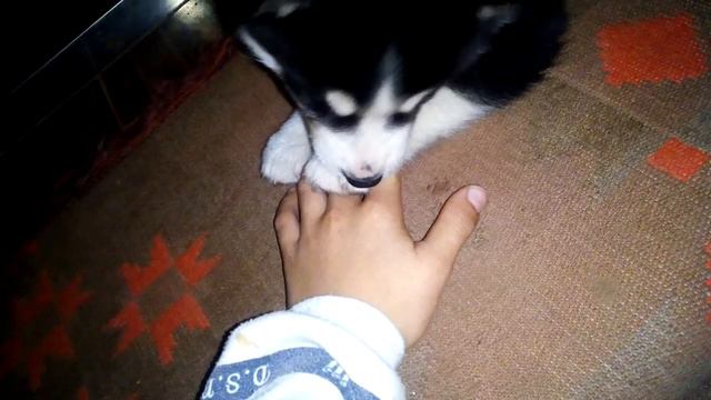 Теперь у меня есть собака это мальчик как вы уже поняли его зовут ,,Буран" смотреть онлайн