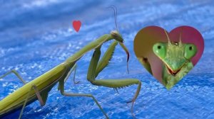 Ручной БОГОМОЛ. Отпускаю говорящего богомола в дикую природу к жене и детям.