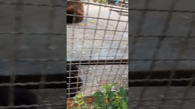 #мишка #хищник #хищник #зоопарк #животные #медведь смотреть онлайн