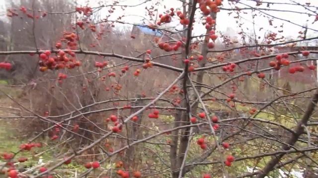 Ягодная яблоня... смотреть онлайн