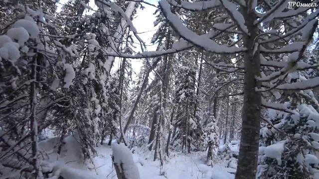Окончание проверки.Дальний и Горный путики. смотреть онлайн