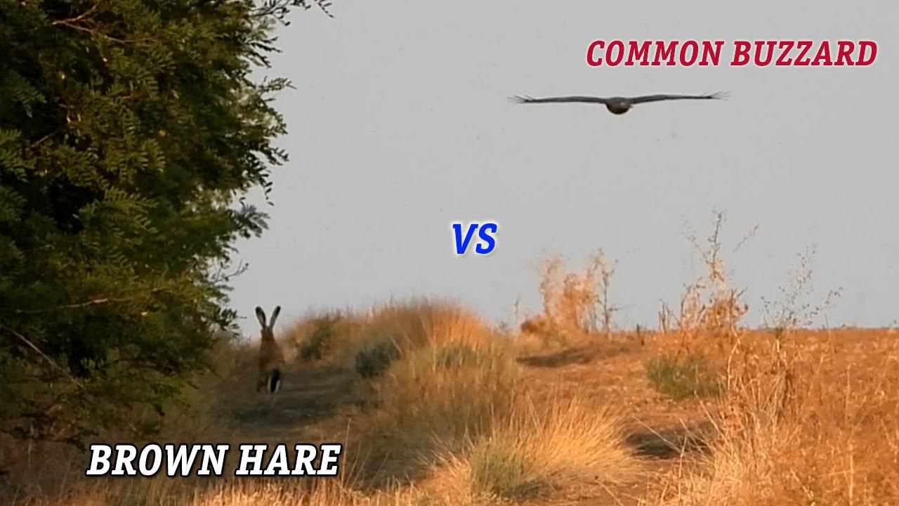 Канюк замахнулся на зайца / Common buzzard tried to attack a hare смотреть онлайн