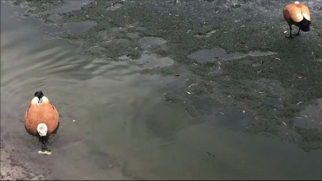 Огари , Пруд. Зима.