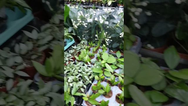 Садовый центр Росток Краснодар смотреть онлайн