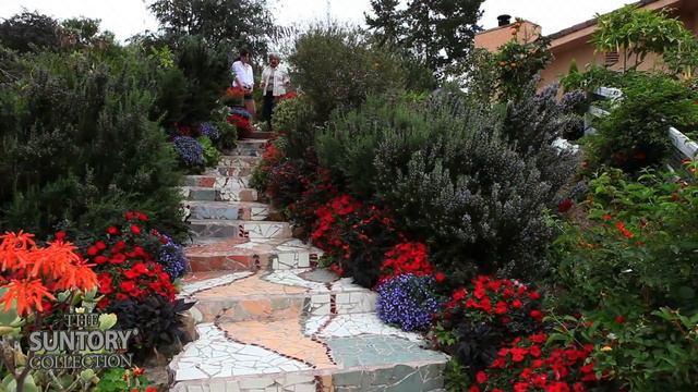 Show Off Your Stairs with Sundiascia, Sunbelia, Surfinia and Sunrosa смотреть онлайн