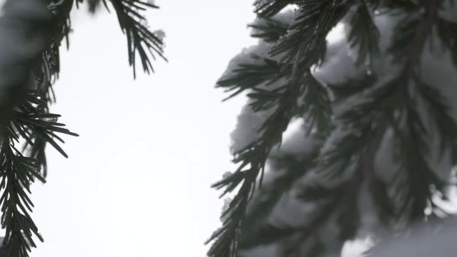 I went Squatchin' and all they had was this dumb tree. смотреть онлайн