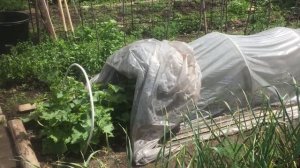 Работа на себя - продажа овощей с огорода