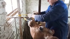 СПАСАЕМ НАШУ КОРОВУ! БОЛЕЗНИ КОПЫТ.Эффективная РАСЧИСТКА!