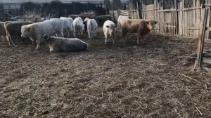 Беспривязный Откорм бычков , плюсы и минусы