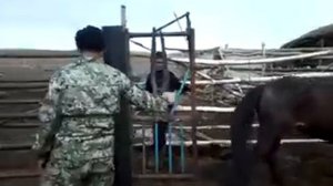 раскол для лошадей универсальный КХ "МАДЕНИЕТ"№2