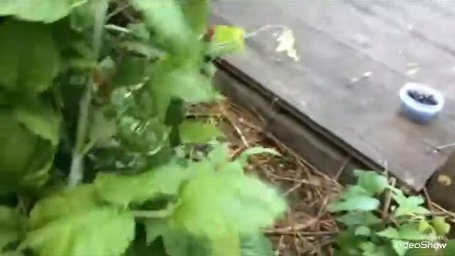 Собираем ежевику ?? смотреть онлайн