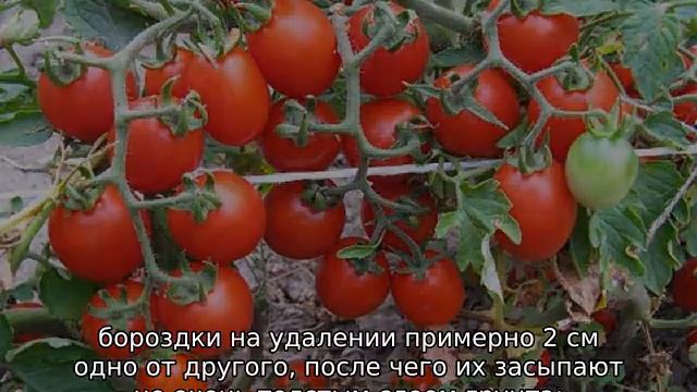 Томат Дюймовочка