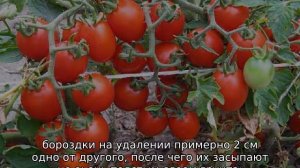 Томат Дюймовочка