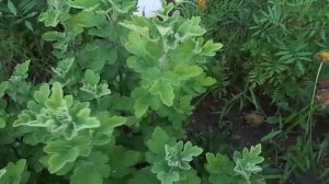 Ромашки.Летняя обрезка.