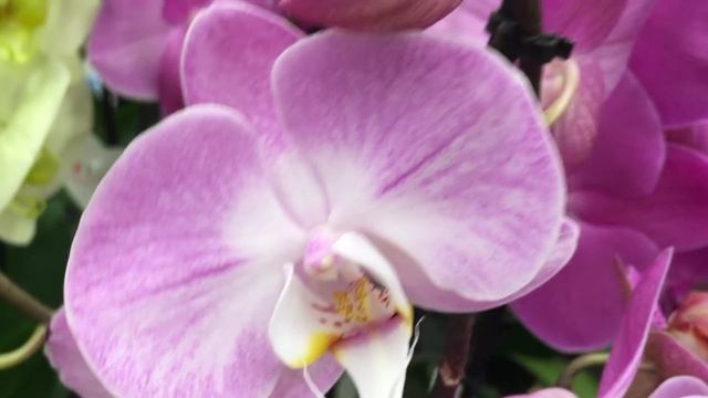 Красивая витрина с орхидеями в Бауцентре 19 декабря 2020 г. смотреть онлайн