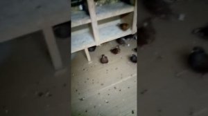 голуби Ухолово Жарые Тульские турманы