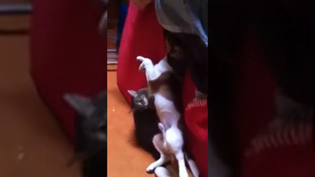 Джек Рассел и Катэ смотреть онлайн