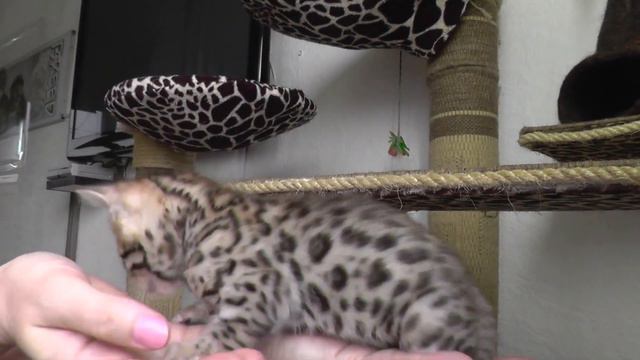 Питомник Www.bengalovod представляет ролик 