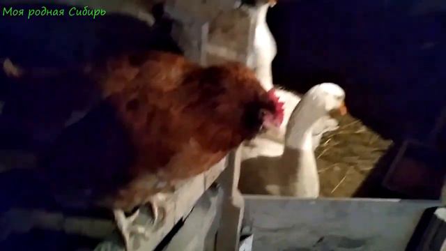 Мороз за минус 40! Что там гуси говорят по этому поводу? смотреть онлайн