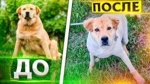 Подстригли Перса на лето 2022. Моя реакция.