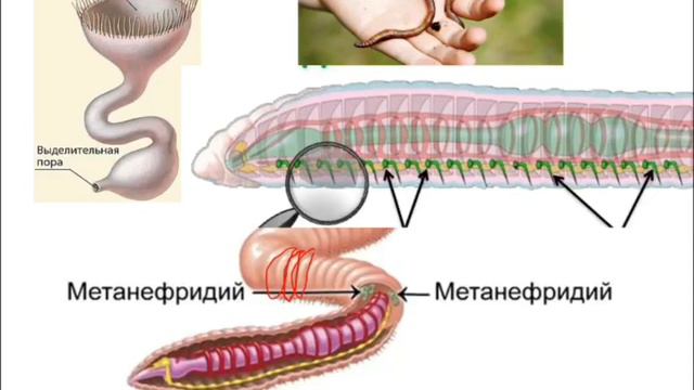 7-сынып.§31.Жануарлардың зәр шығару жүйесінің эволюциясы смотреть онлайн