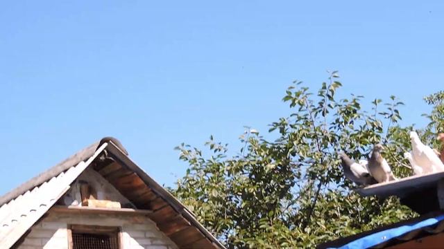 Николаевские голуби в гостях у Михалыча. смотреть онлайн