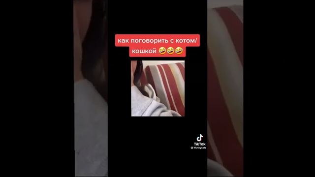 как поговорить с кошкой смотреть онлайн