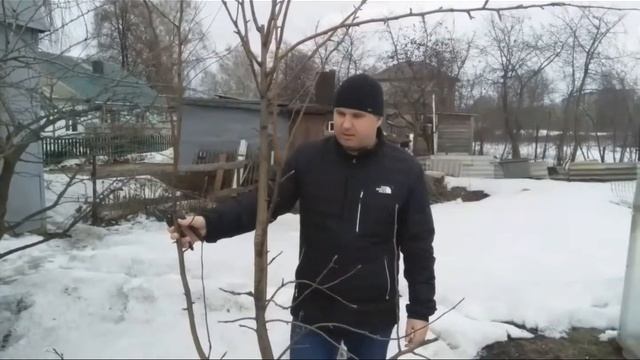 Обрезка сортов яблони Мелба, Мартовское, Мечта смотреть онлайн
