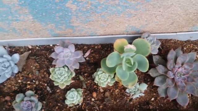 || MY SUCCULENTS IN RAIN GUTTER SURVIVED THE RAINS ||