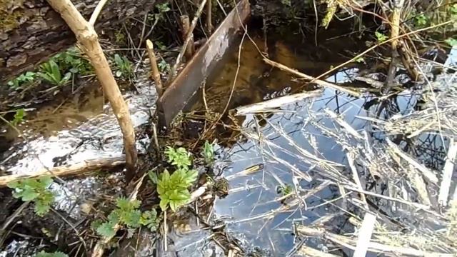Пруд, спустя неделю. Обустройство самодельной плотины