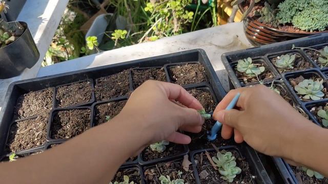 How to propagate Chinese dunce cap/tips/care.. смотреть онлайн
