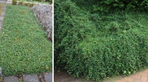 Как сделать подпорную стенку интересным  элементом сада.