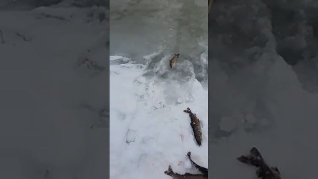 Рыбалка амурская область 3 смотреть онлайн