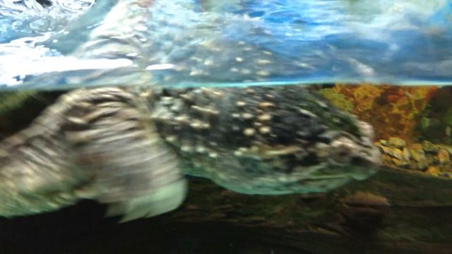 КАЙМАНОВАЯ ЧЕРЕПАХА (видео в аквариуме) Common snapping turtle смотреть онлайн