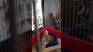 Как узнать что самка волнистого попугая биремення