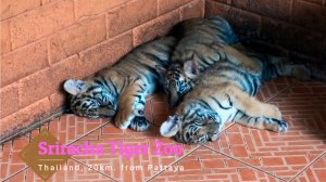 Тигровый Зоопарк Сирача. Часть2.