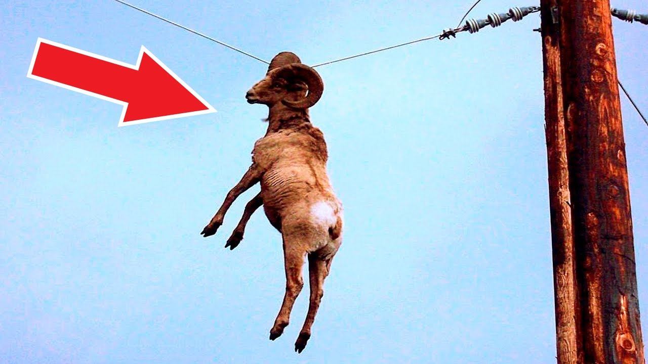 Посмотрите, что Бывает, Когда Животные Просят Помощи у Людей смотреть онлайн