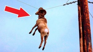 Посмотрите, что Бывает, Когда Животные Просят Помощи у Людей