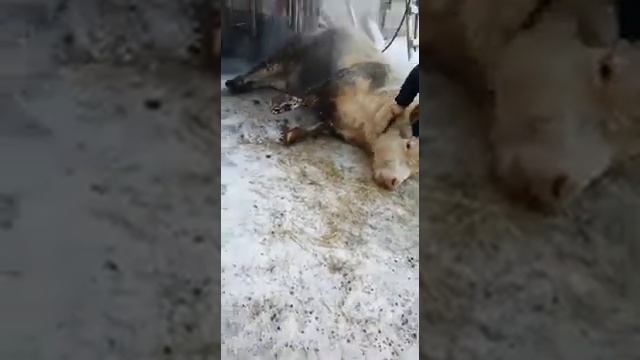 Слабонервным не смотреть. Жесть не режет. смотреть онлайн