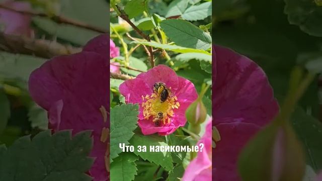 кто знает что за вид пчела, шмель, оса? смотреть онлайн