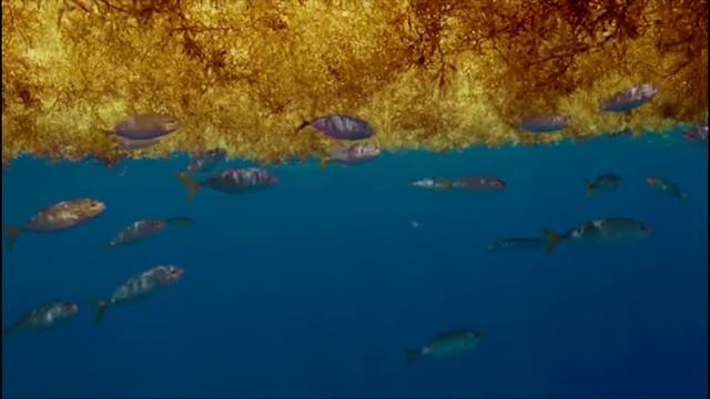 Mecool K7 HYBRID Full Android TV Box - Multi-TV Tuner - DVB T2/S2/C - S905X2 CPU смотреть онлайн