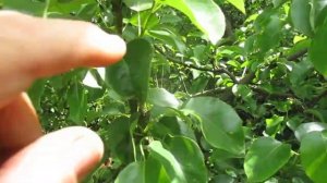 Два способа Заставить Грушу давать плоды каждый год !!!