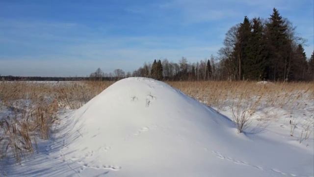 Диктант Бобры смотреть онлайн