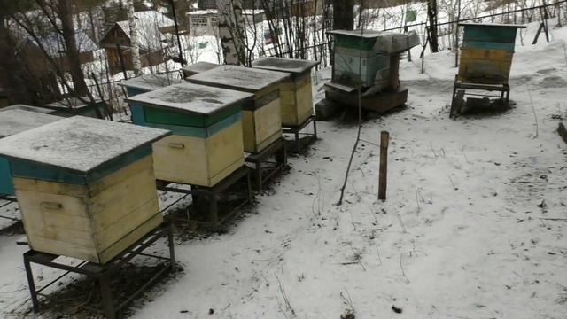 Для чего нужно подкармливать пчел весной смотреть онлайн