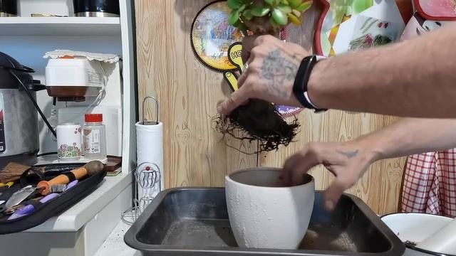 В какой грунт пересадить Денежное дерево,крассулу,толстянку? смотреть онлайн