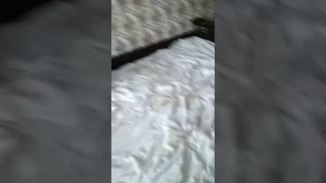 Неудачное сальто собаки? смотреть онлайн