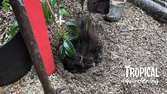 Clematis Armandii Planting And Care