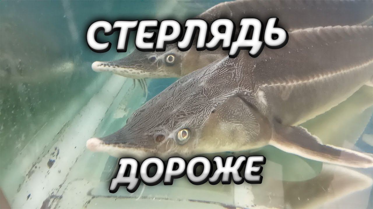 Почему СТЕРЛЯДЬ дороже чем ОСЕТР. Video Trawl #040 смотреть онлайн