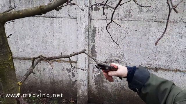 Как я обрезаю яблоню на карликовом подвое